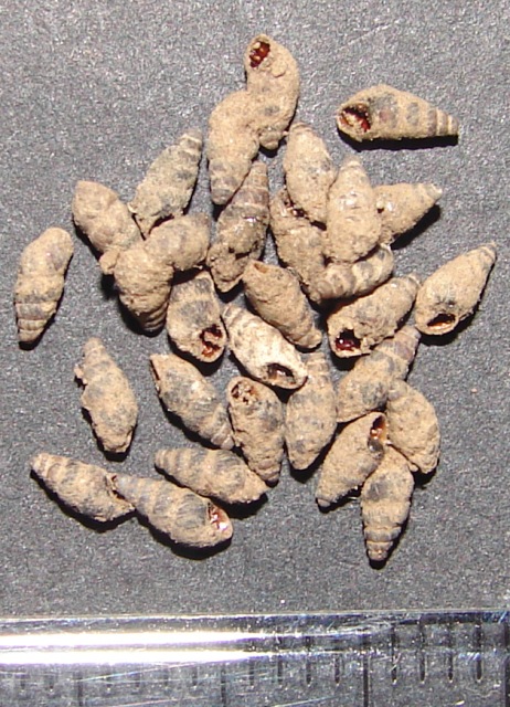 Rupestrella philippi - Caserta