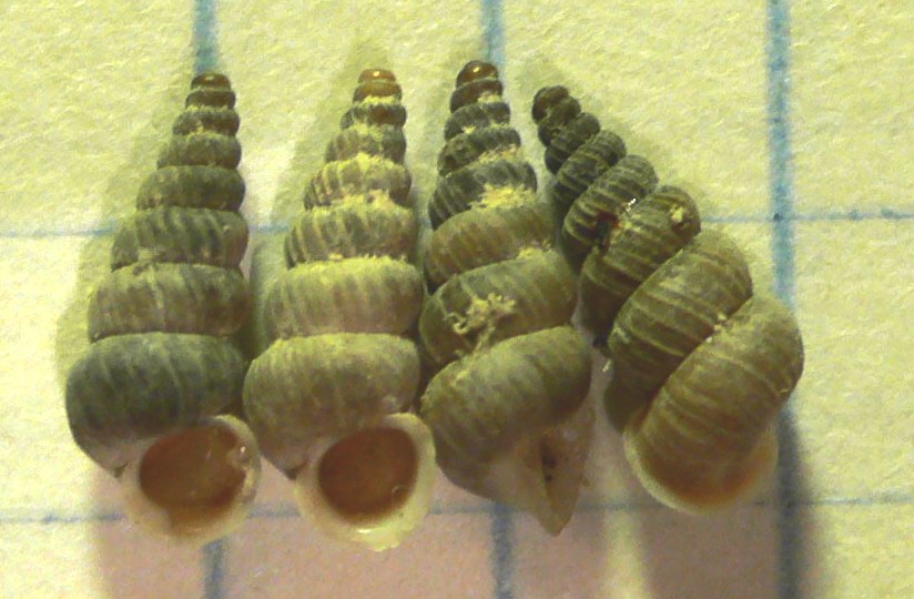 Cochlostoma cf macrocheilus