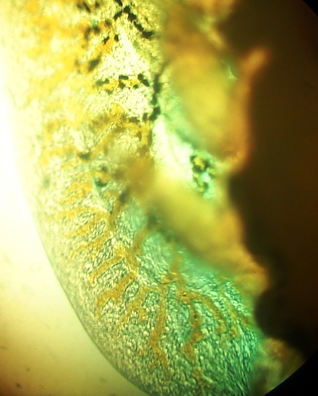 Argulus sp.