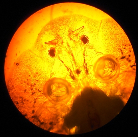 Argulus sp.