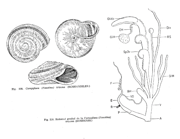 Chilostoma (Campylaea) planospira (Lamarck, 1822)