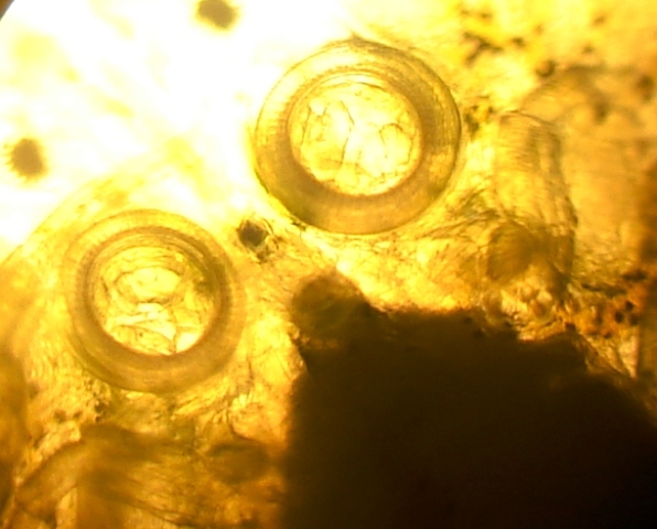 Argulus sp.