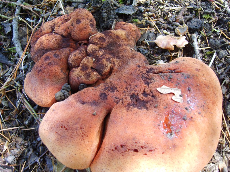 che genere di fungo è? (Fistulina hepatica)