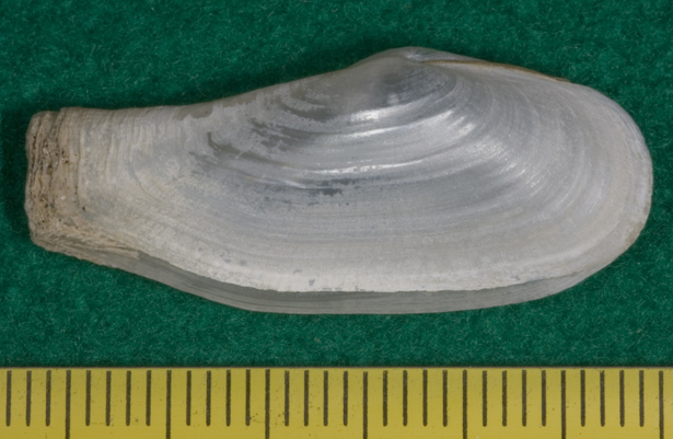 Lyonsia norwegica