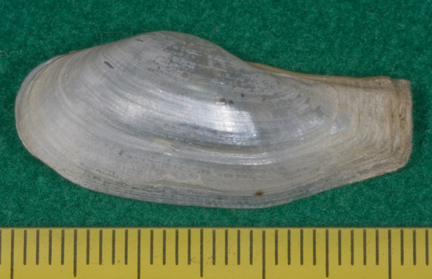 Lyonsia norwegica