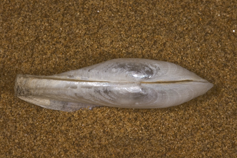 Lyonsia norwegica