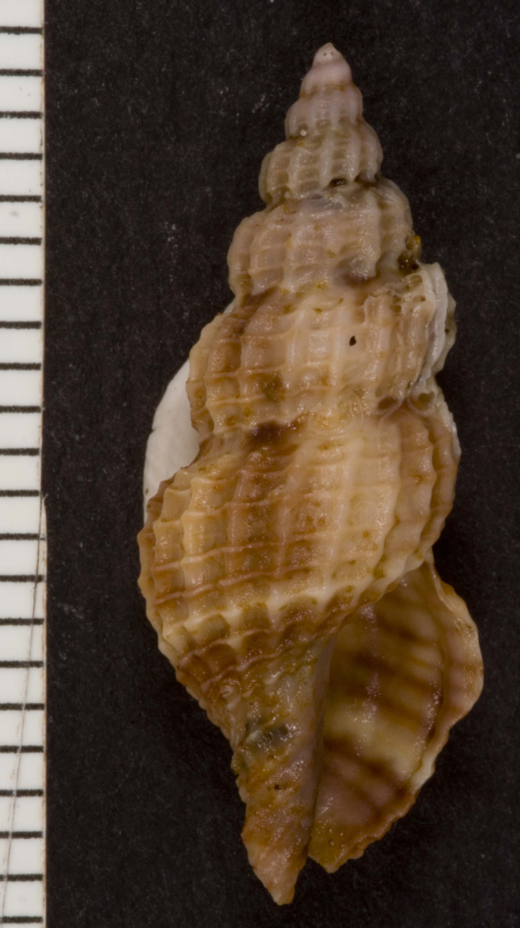 raphitoma sp.