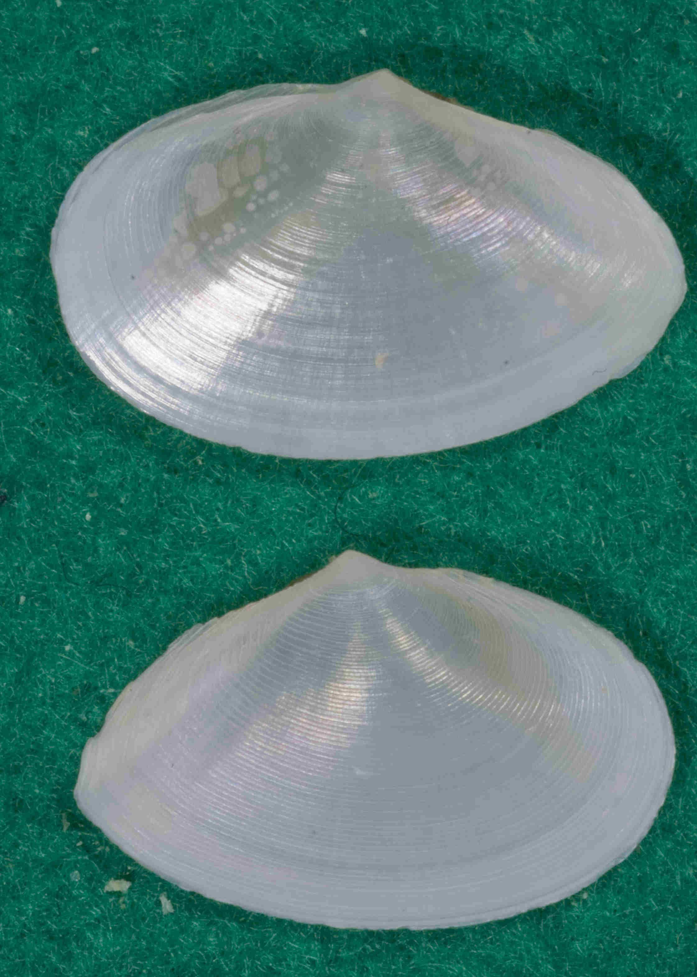 Tellina planata e tenuis juv.