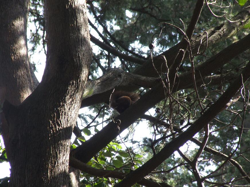 Sciurus vulgaris - Roma (Villa Borghese)