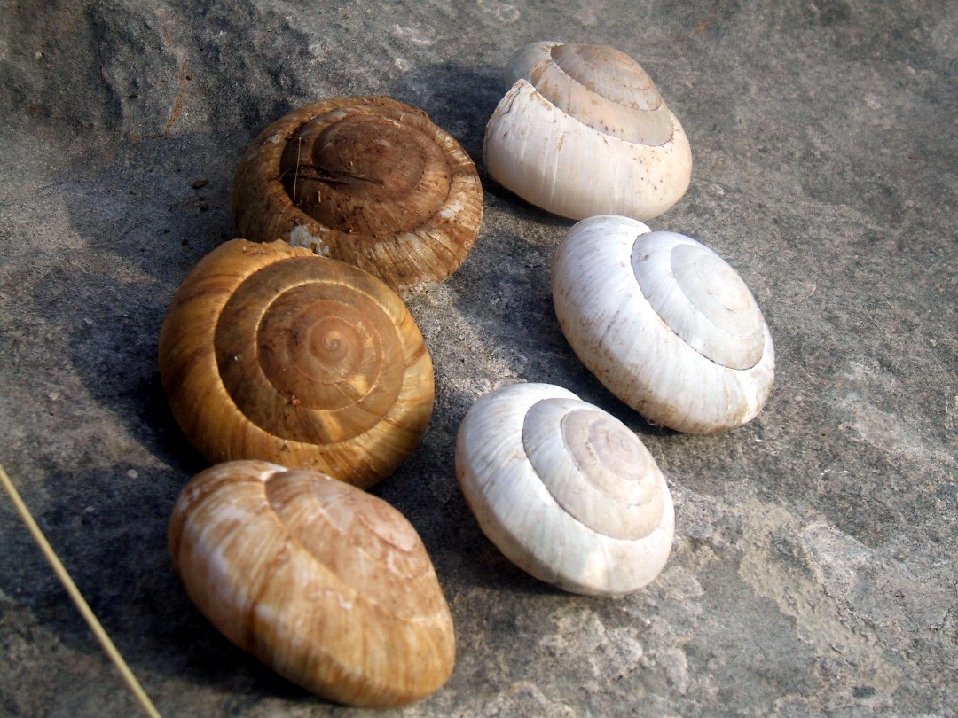 Zonites algirus , Natura Mediterraneo | Forum Naturalistico