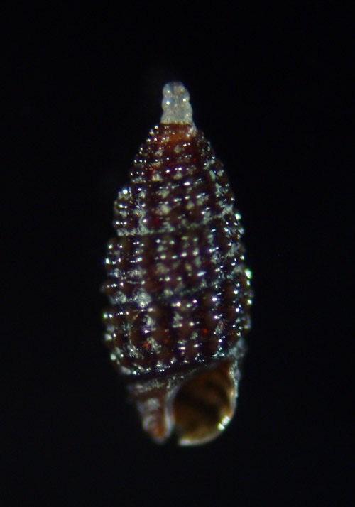 Cerithiopsis ladae