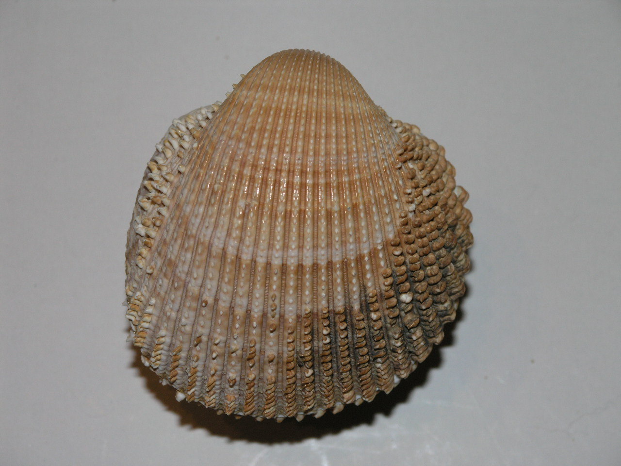 Acanthocardia spinosa