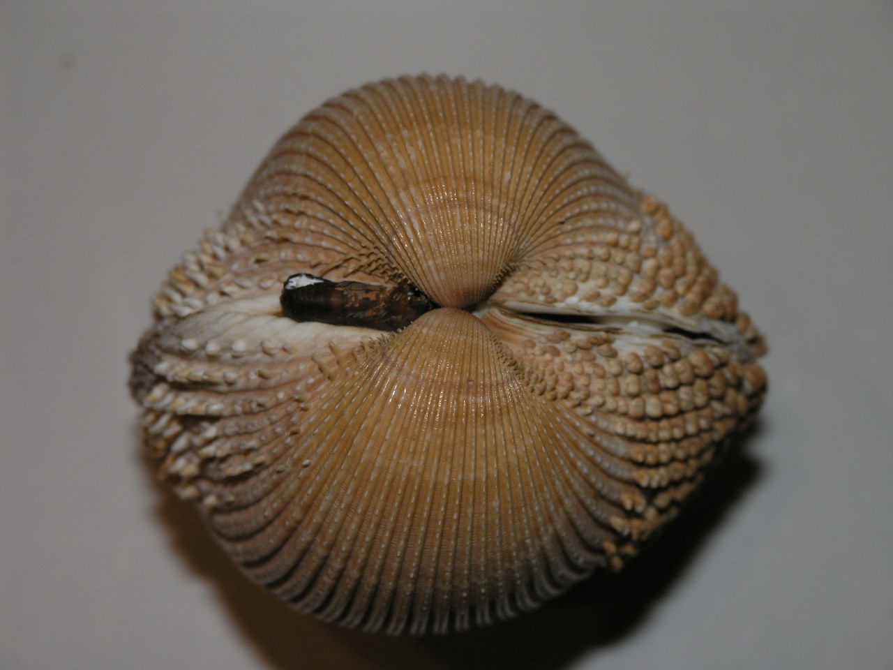 Acanthocardia spinosa