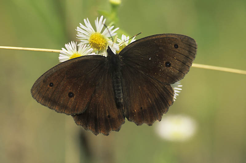 farfalla da identificare - Minois dryas
