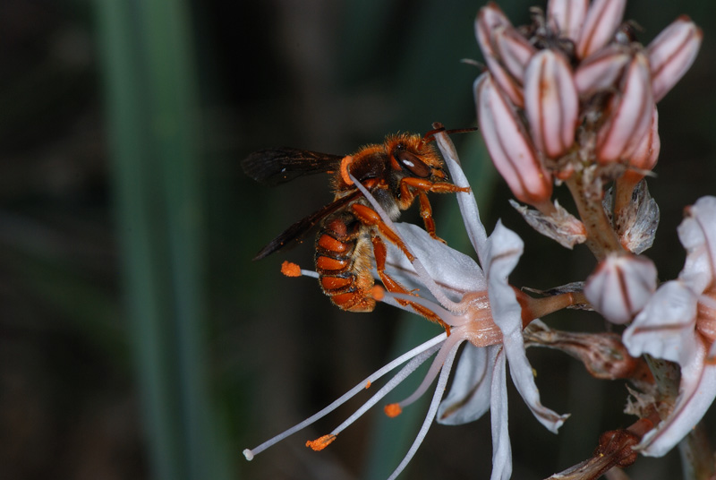 Rhodanthidium sticticum?  S !