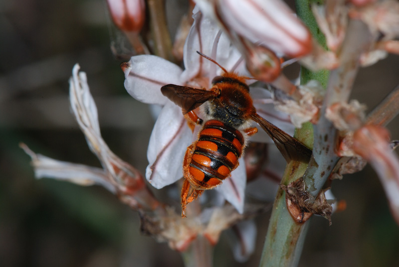 Rhodanthidium sticticum?  S !