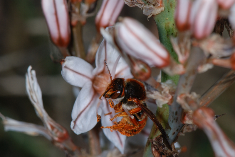 Rhodanthidium sticticum?  S !