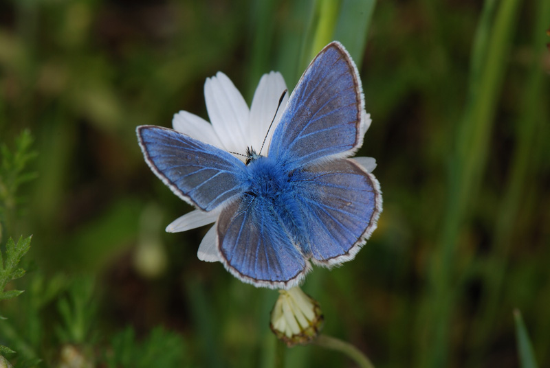 Lycaenidae