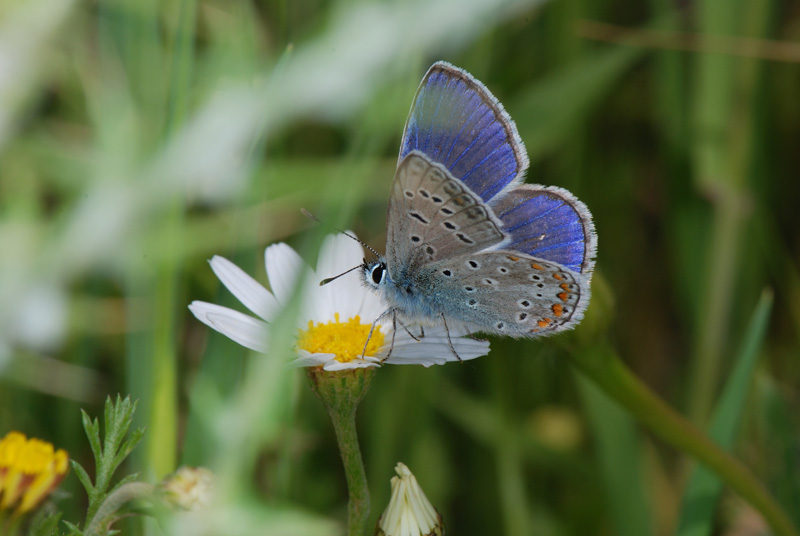 Lycaenidae