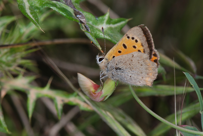 Lycaenidae