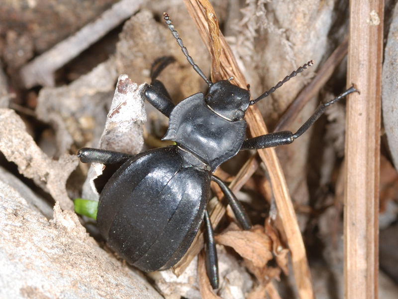 Akis trilineata barbara