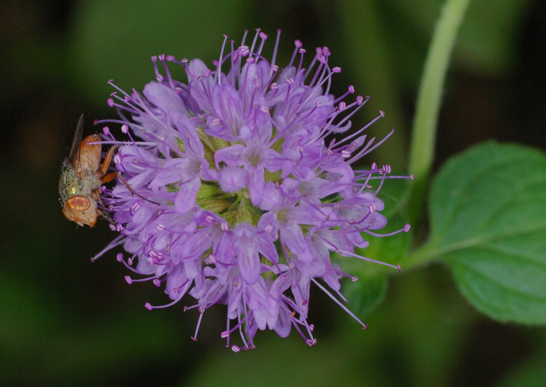 Rhyncomya sp.