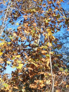 Platanus hispanica / Platano comune (pianta coltivata)