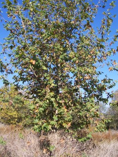 Platanus hispanica / Platano comune (pianta coltivata)