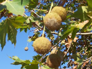 Platanus hispanica / Platano comune (pianta coltivata)