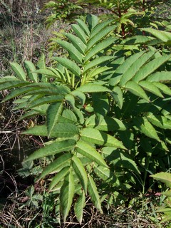 Sambucus ebulus / Sambuco lebbio