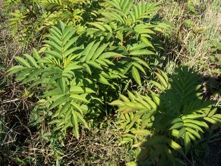 Sambucus ebulus / Sambuco lebbio