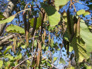 Alnus glutinosa / Ontano nero, Ontano comune