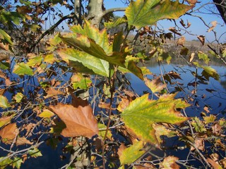 Platanus hispanica / Platano comune (pianta coltivata)