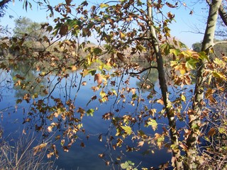Platanus hispanica / Platano comune (pianta coltivata)