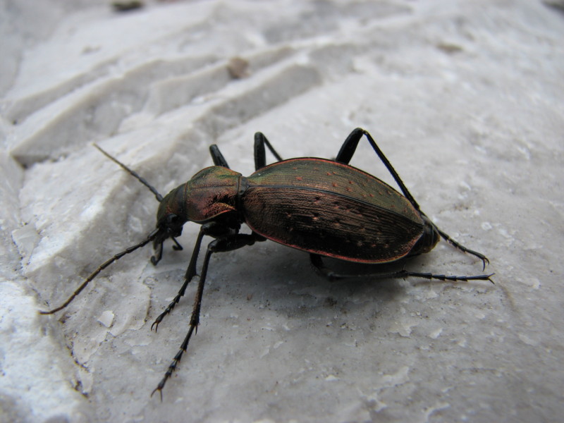 Carabus creutzeri kircheri