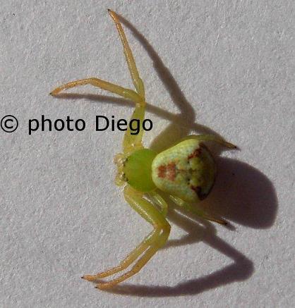 Ebrechtella tricuspidata