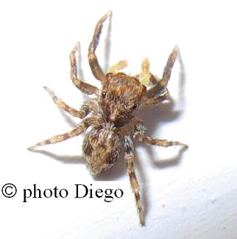 ragno, identificazione richiesta: Salticidae