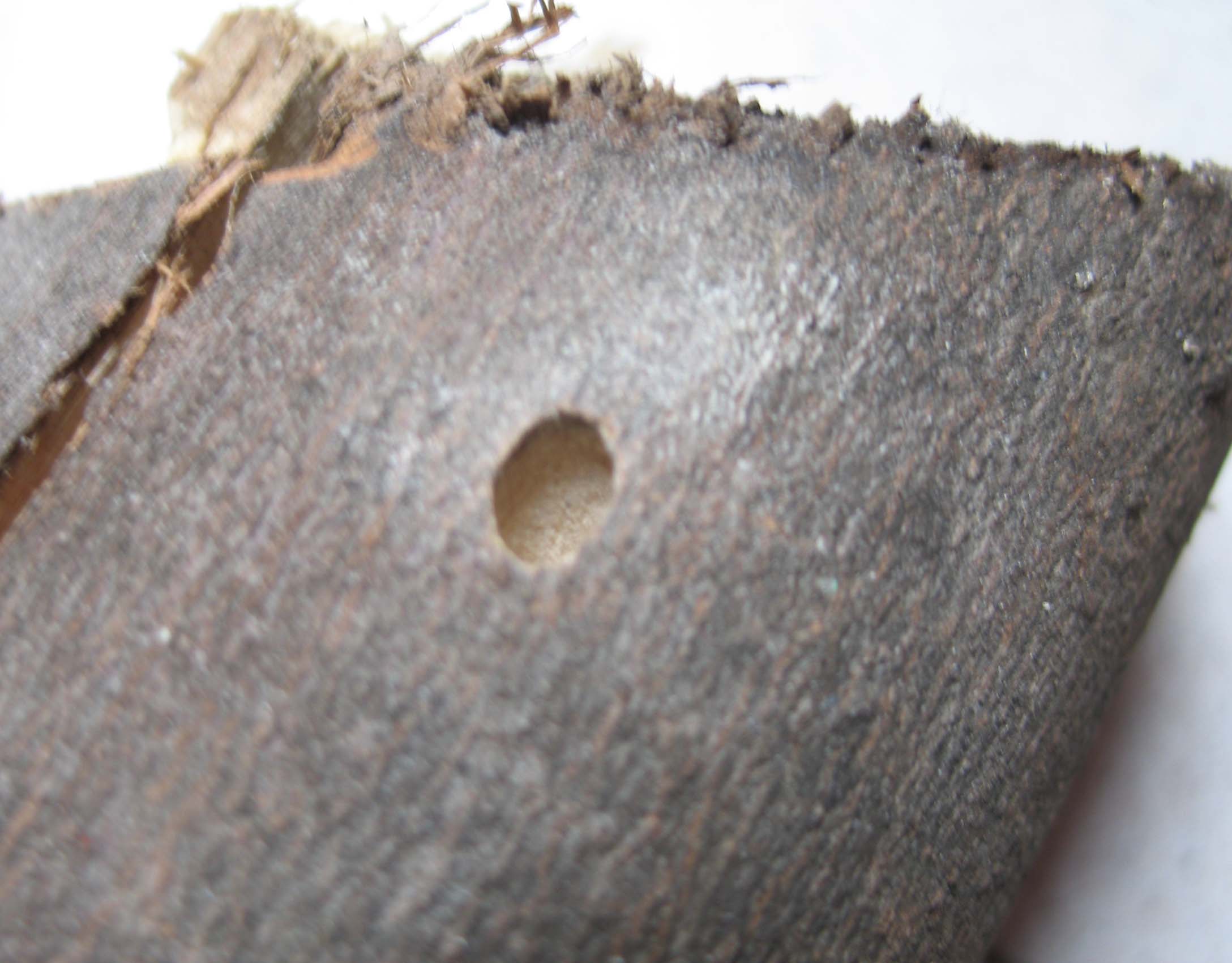 cerambycidae? Xylotrechus importato