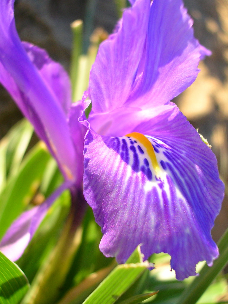 Fiore..