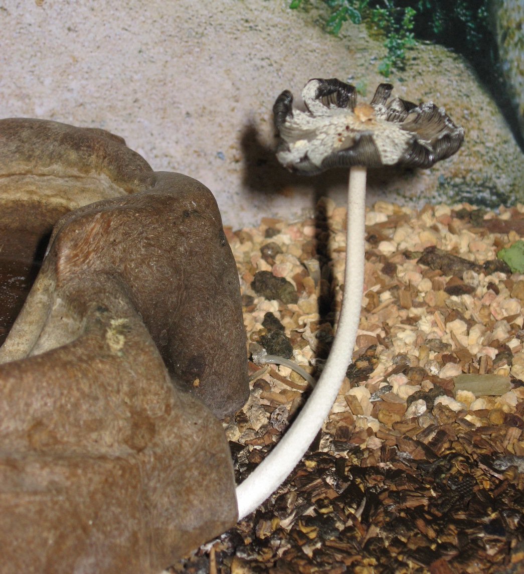 Coprinus..?