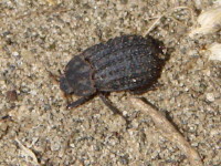 Trogidae: Trox sp.??