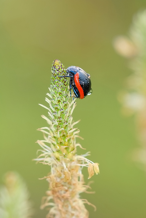 Chrysolina rossia