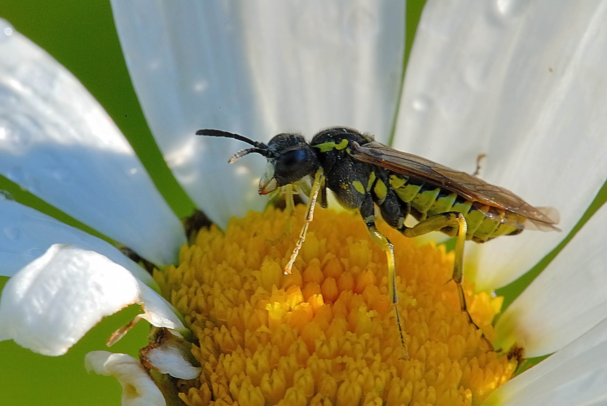 Aiuto identificazione