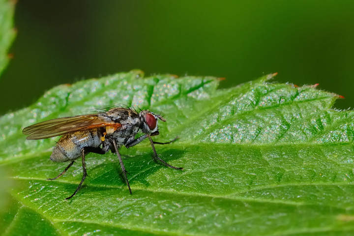 Mosca domestica??