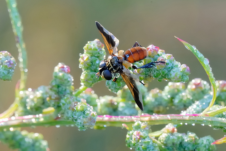 Trichopoda pictipennis (Tachinidae)