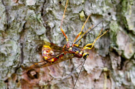 Ichneumonidae: Megarhyssa  cfr. vagatoria