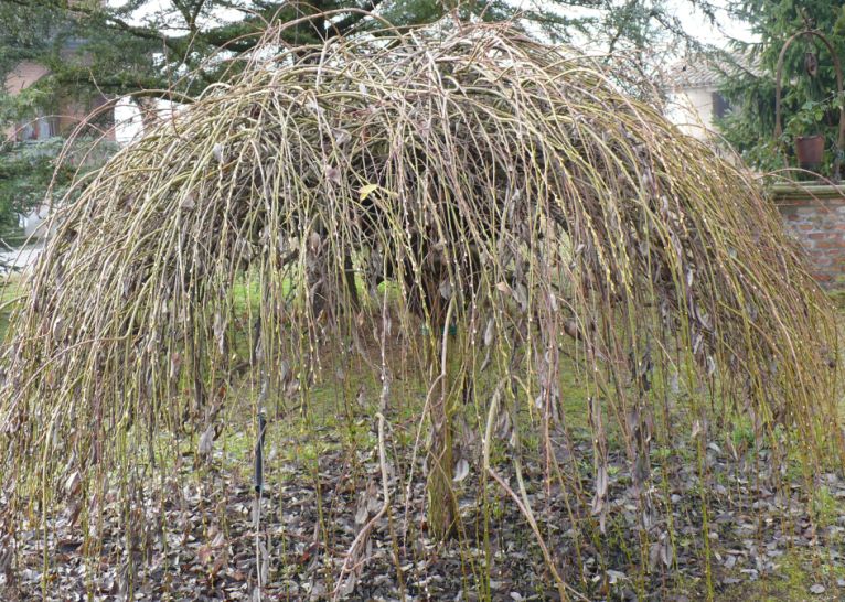 Salix caprea kilmarnock