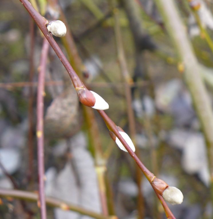 Salix caprea kilmarnock