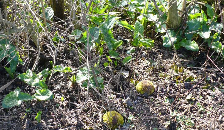 Arum italicum subsp. italicum / Gigaro chiaro