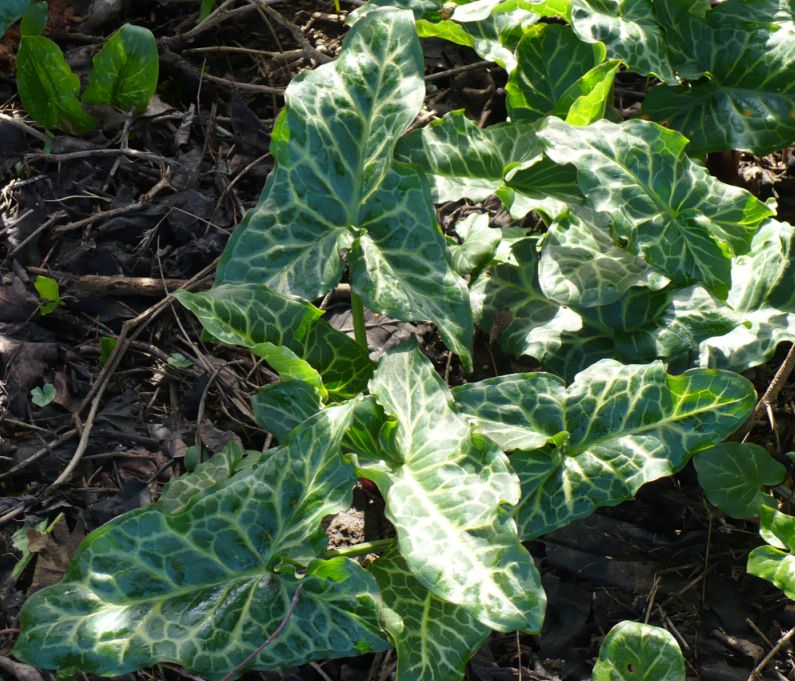 Arum italicum subsp. italicum / Gigaro chiaro